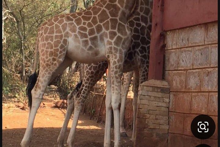 Nairobi National Park Adventure: Wildlife Safari, Giraffe Feeding, and Game Meat Dining photo 6