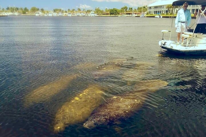 Port of the Islands Manatee Sightseeing and Wildlife Boat Tour photo 4