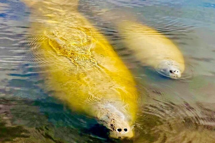 Port of the Islands Manatee Sightseeing and Wildlife Boat Tour photo 2