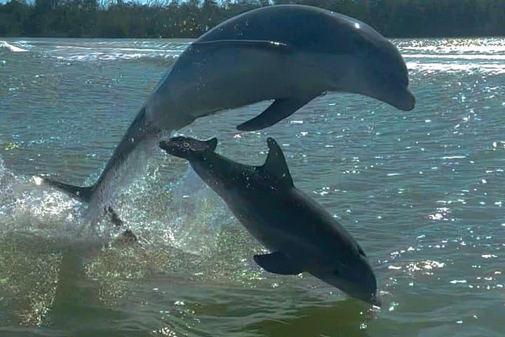 10,000 Islands Eco Boat Tour: Manatees, Dolphins & Island Shelling from Naples photo 4