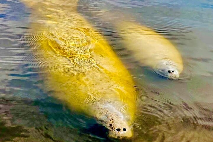 Sunset Cruise to the 10,000 Islands: Manatee, Dolphin & Everglades Wildlife Tour photo 2