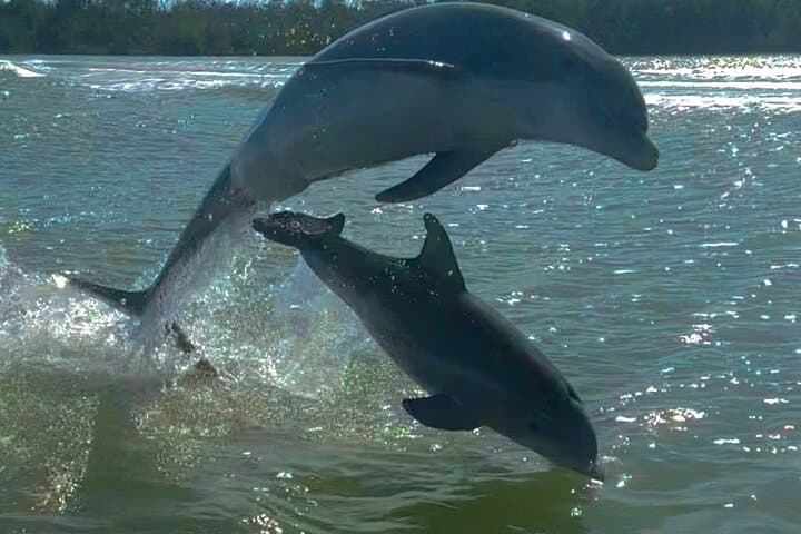 Sunset Cruise to the 10,000 Islands: Manatee, Dolphin & Everglades Wildlife Tour photo 3