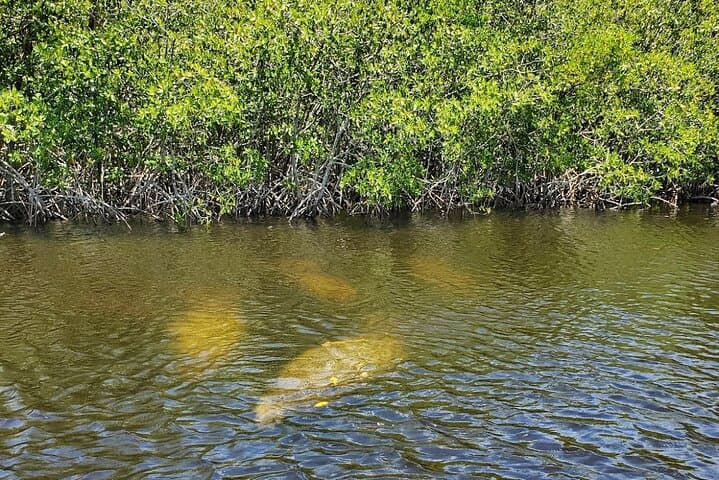 Sunset Cruise to the 10,000 Islands: Manatee, Dolphin & Everglades Wildlife Tour photo 4