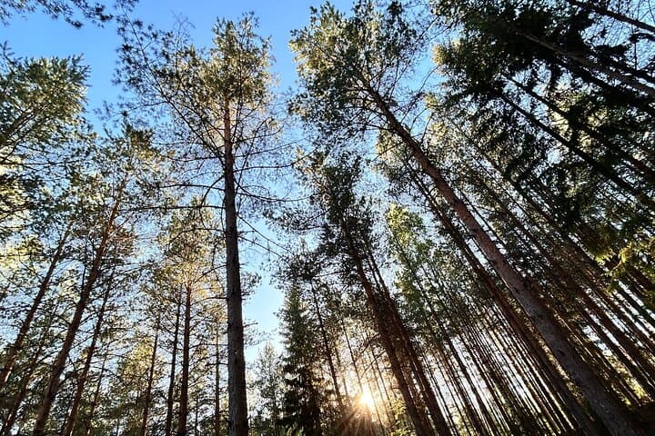 Helsinki Central Park Urban Nature Walk — Guided Mindful Forest Stroll photo 3
