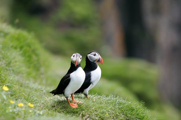 Puffin Colonies and Gufufoss Waterfall: Shore Excursion from Seydisfjordur
