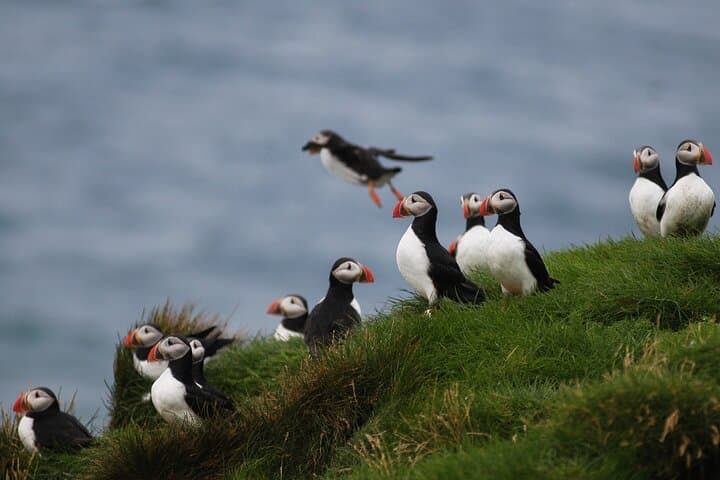 Puffin Colonies and Gufufoss Waterfall: Shore Excursion from Seydisfjordur photo 5