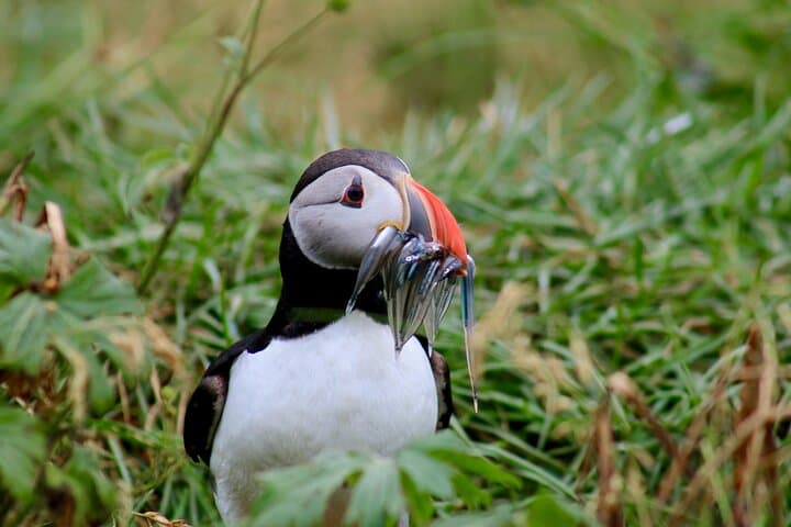 Puffin Colonies and Gufufoss Waterfall: Shore Excursion from Seydisfjordur photo 4