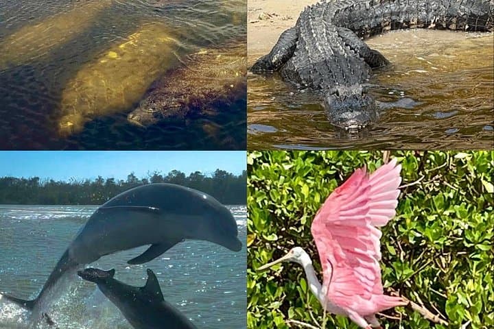 10,000 Islands Eco Boat Tour: Manatees, Dolphins & Island Shelling from Naples photo 1