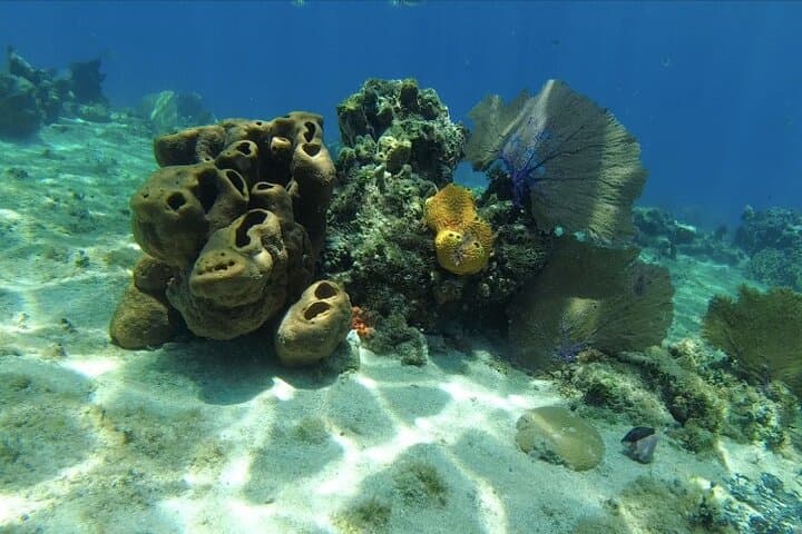 Two-Boat Reefs: Playa del Carmen & Cozumel Fun Dives for Certified Divers photo 6