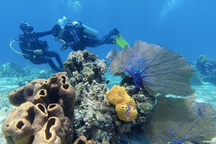 Two-Boat Reefs: Playa del Carmen & Cozumel Fun Dives for Certified Divers photo 5