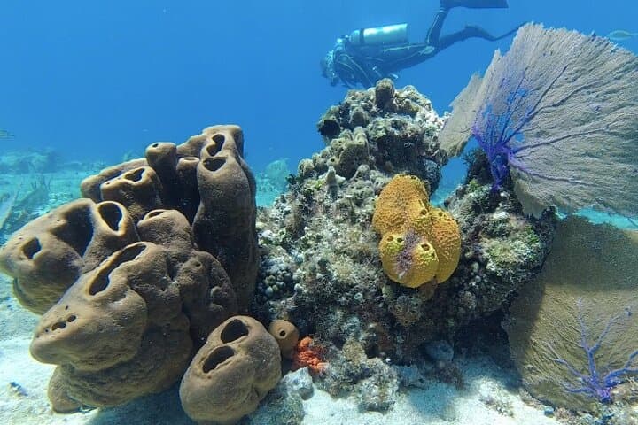 Two-Boat Reefs: Playa del Carmen & Cozumel Fun Dives for Certified Divers