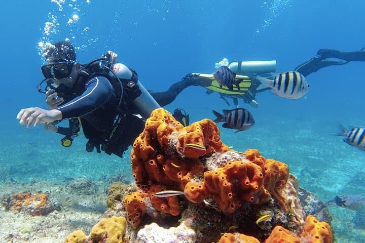 Two-Boat Reefs: Playa del Carmen & Cozumel Fun Dives for Certified Divers photo 2
