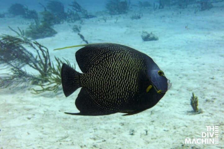 Beginner Scuba Diving in Tulum: Cenote + Caribbean Dives with Dive Machine photo 4