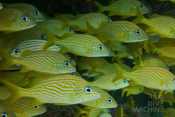 Two-Boat Reefs: Playa del Carmen & Cozumel Fun Dives for Certified Divers photo 3
