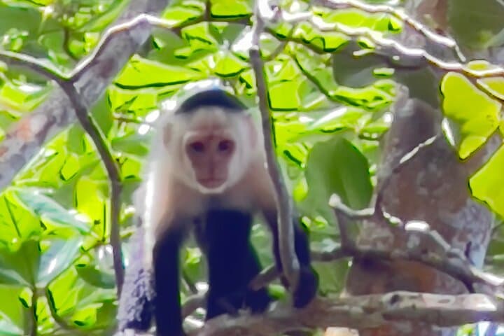 Rainforest Zipline and Jaco Wildlife Tour — Puntarenas Adventure photo 2