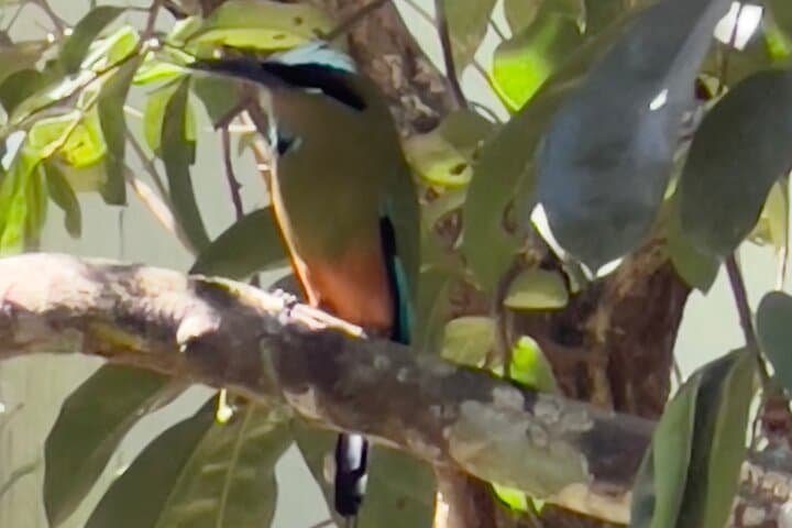 Rainforest Zipline and Jaco Wildlife Tour — Puntarenas Adventure photo 3