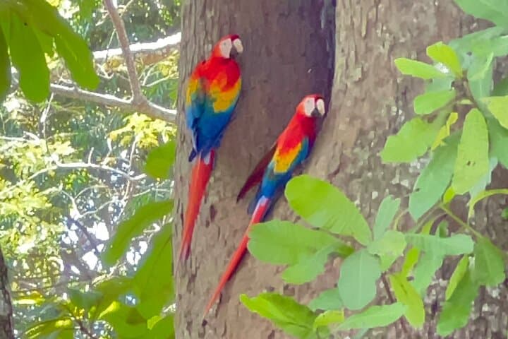 Rainforest Zipline and Jaco Wildlife Tour — Puntarenas Adventure photo 4