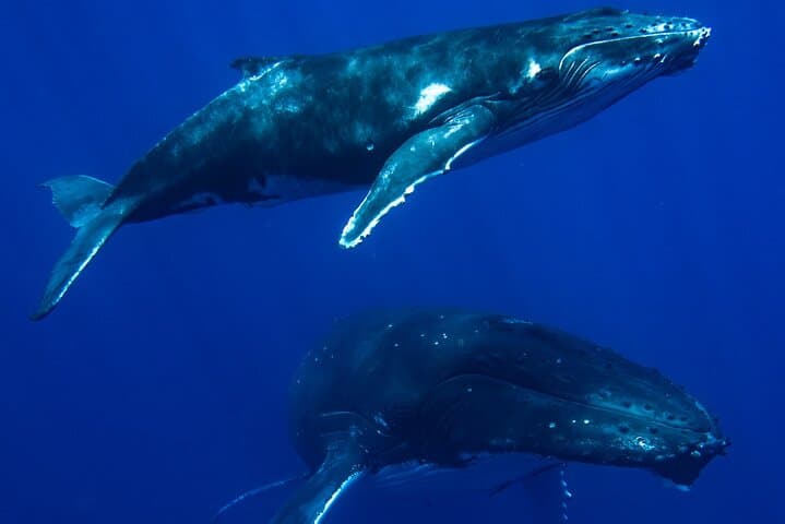 Private Whale Watching Adventure in Mo'orea — Swim with Humpback Whales photo 3