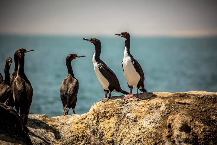 2-Day Nazca Lines & Ballestas Islands Tour from Lima photo 5