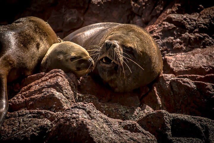 2-Day Nazca Lines & Ballestas Islands Tour from Lima photo 3