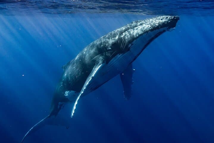 Private Whale Watching Adventure in Mo'orea — Swim with Humpback Whales photo 4
