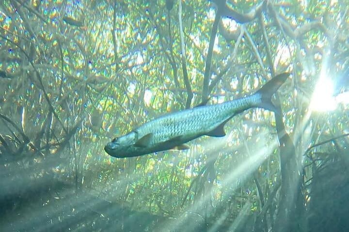 Beginner Scuba Diving in Tulum: Cenote + Caribbean Dives with Dive Machine photo 6