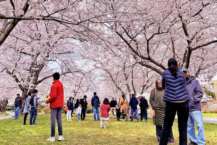 Spring at the Tidal Basin: Washington D.C. Cherry Blossom All-Day Tour