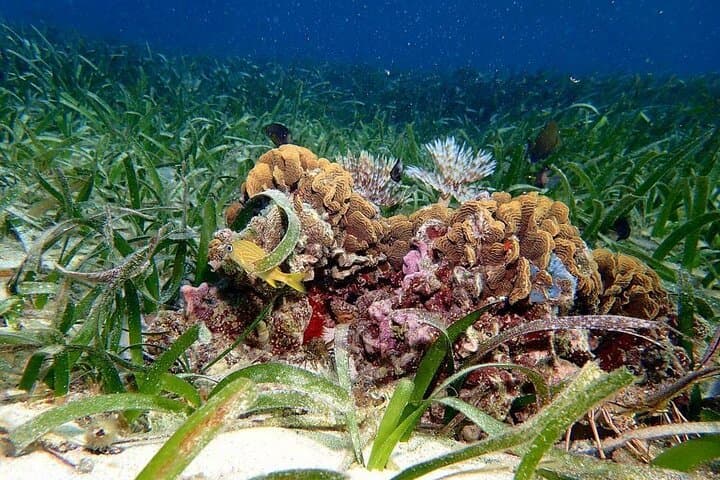Snorkeling Roatan's Southeast Reefs: CoCo View, French Key & Brady's Cay photo 3