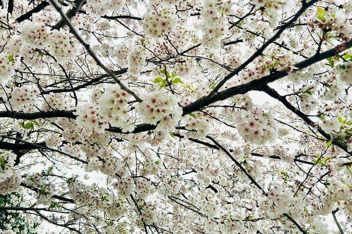 Spring at the Tidal Basin: Washington D.C. Cherry Blossom All-Day Tour photo 3