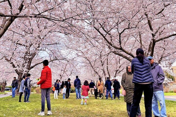 NYC to Washington D.C. Cherry Blossom Full-Day Tour — Tidal Basin & Hains Point photo 2