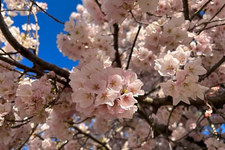 NYC to Washington D.C. Cherry Blossom Full-Day Tour — Tidal Basin & Hains Point photo 3