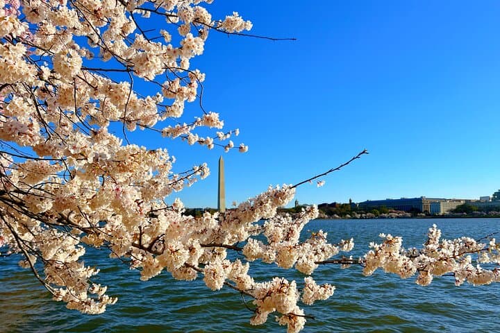 NYC to Washington D.C. Cherry Blossom Full-Day Tour — Tidal Basin & Hains Point