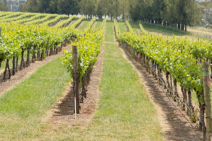Orange Region Winery Experience: Private Wine Tours & Tastings in Orange NSW photo 2