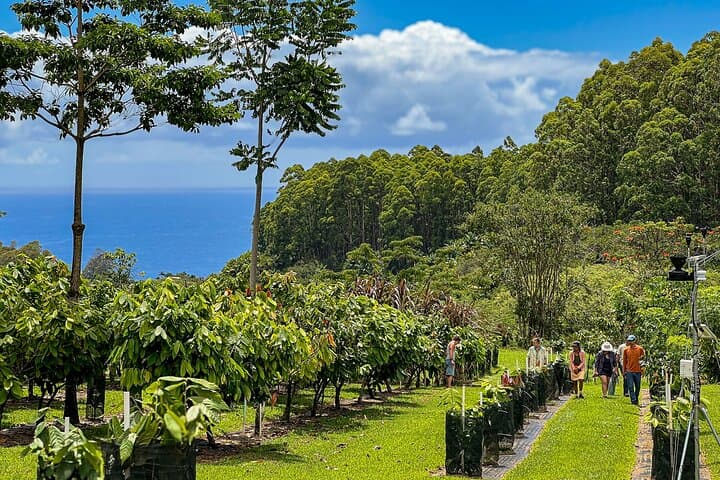 Honoli'i Orchards Craft Chocolate Tasting & Farm Tour near Hilo photo 2