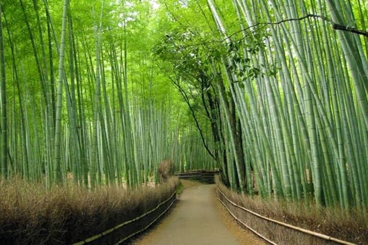 Explore Kyoto: Customized Private Full-Day Tour of Temples, Bamboo Grove & Markets photo 2
