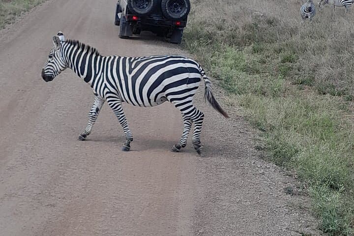 Wild Within the City: Nairobi National Park, Giraffe Centre & Carnivore Feast