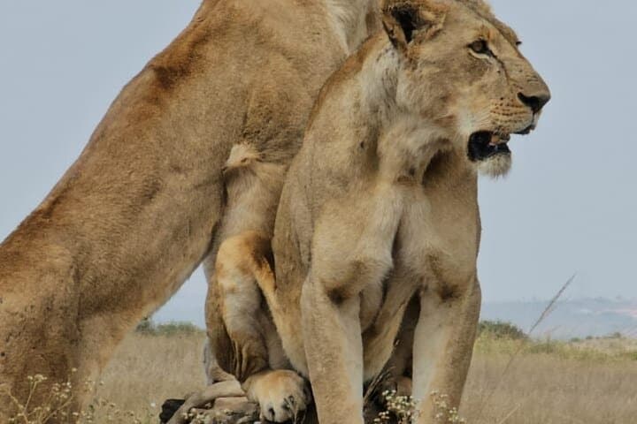 Wild Within the City: Nairobi National Park, Giraffe Centre & Carnivore Feast photo 4