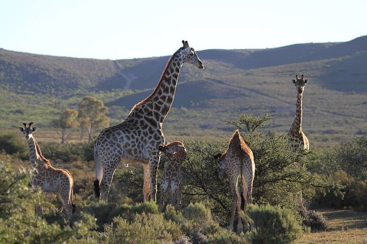 3-Day Cape Town: City Sights, Cape Peninsula & Big Five Safari photo 4