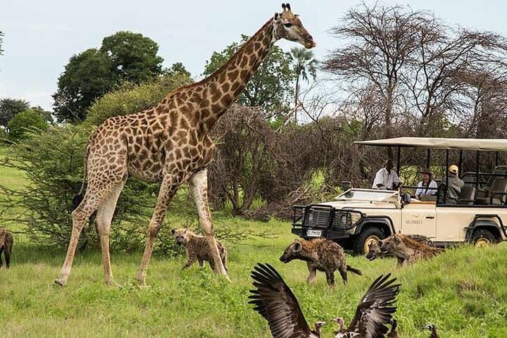 Day Safari from Cape Town: Private Big Five Game Reserve Experience photo 6