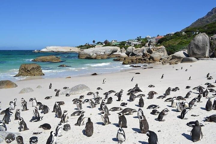 Cape Point & Boulders Beach Penguins: Full-Day Cape Peninsula Tour