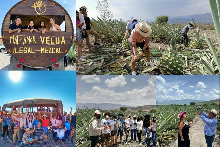 Oaxaca Mezcal Day Trip: Teotitlán to Matatlán Agave Fields and Tasting