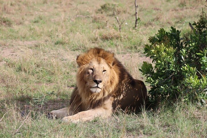 7-Day Kenya Safari Trail: Masai Mara, Nakuru, Amboseli & Tsavo photo 2