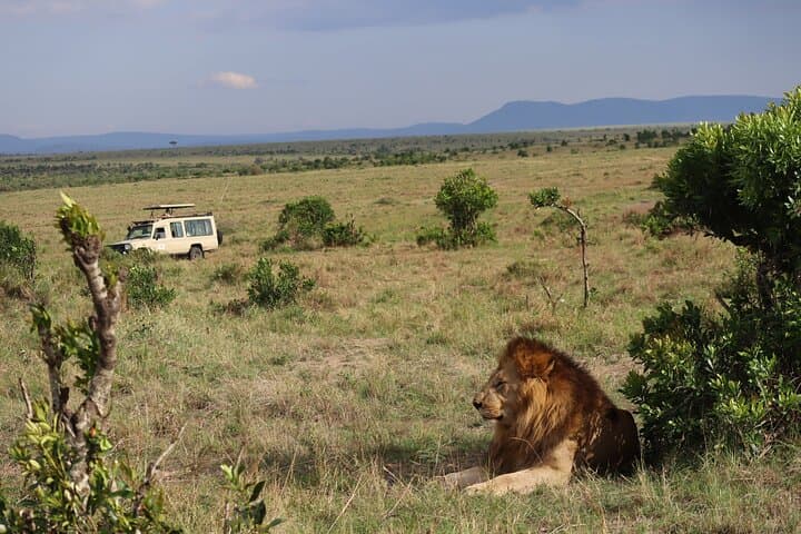 7-Day Kenya Safari Trail: Masai Mara, Nakuru, Amboseli & Tsavo