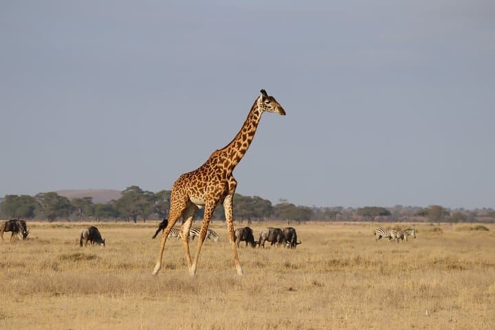 7-Day Kenya Safari Trail: Masai Mara, Nakuru, Amboseli & Tsavo photo 3