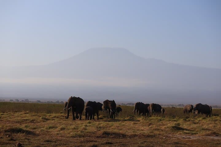 7-Day Kenya Safari Trail: Masai Mara, Nakuru, Amboseli & Tsavo photo 4