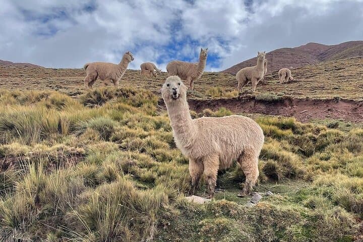 Marcapomacocha Lakeside Route — Cordillera de la Viuda Day Trip from Lima photo 4