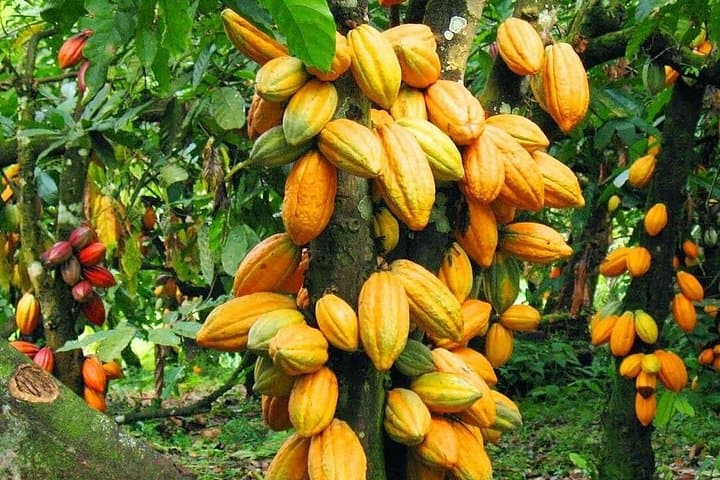Cocoa Farm, Aburi Botanical Garden & Asenema Waterfall Day Tour from Accra photo 1
