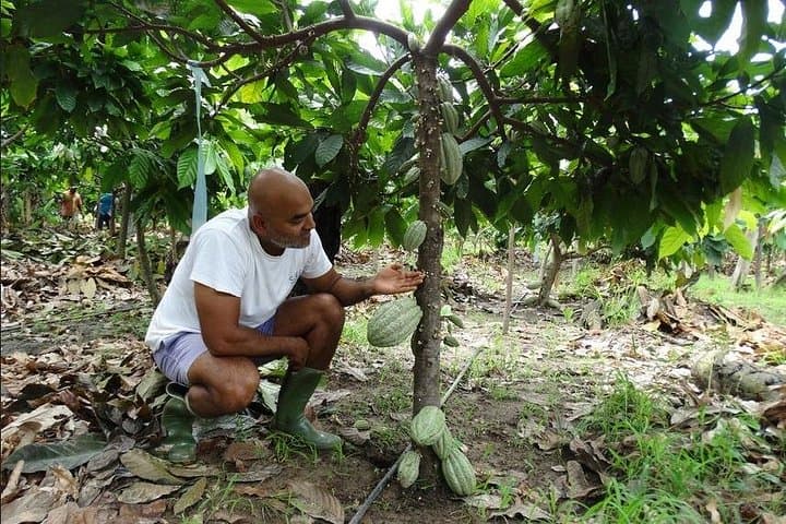 Cocoa Farm, Aburi Botanical Garden & Asenema Waterfall Day Tour from Accra photo 3