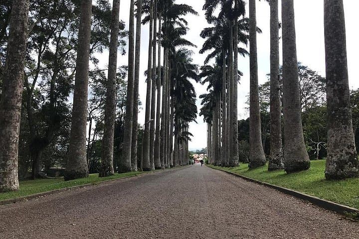 Cocoa Farm, Aburi Botanical Garden & Asenema Waterfall Day Tour from Accra photo 4