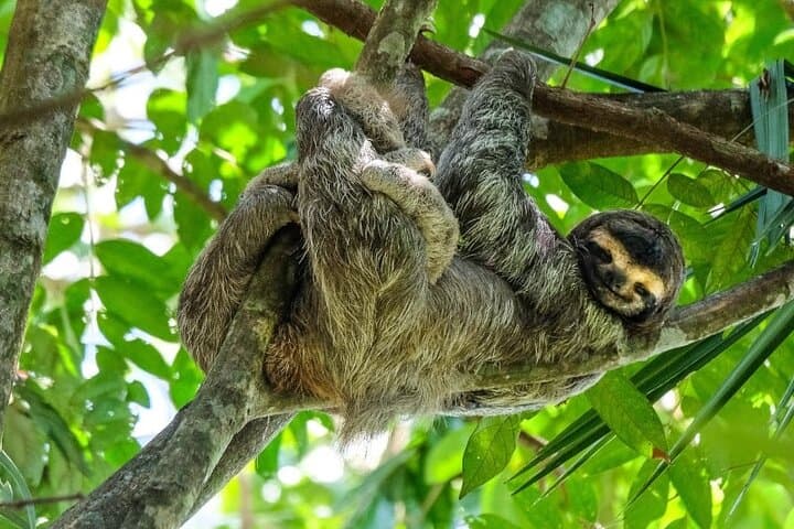 Rio Celeste Hike and Sloth-Watching in Tenorio National Park photo 4